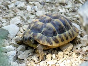 Tortue grecque (Testudo graeca)