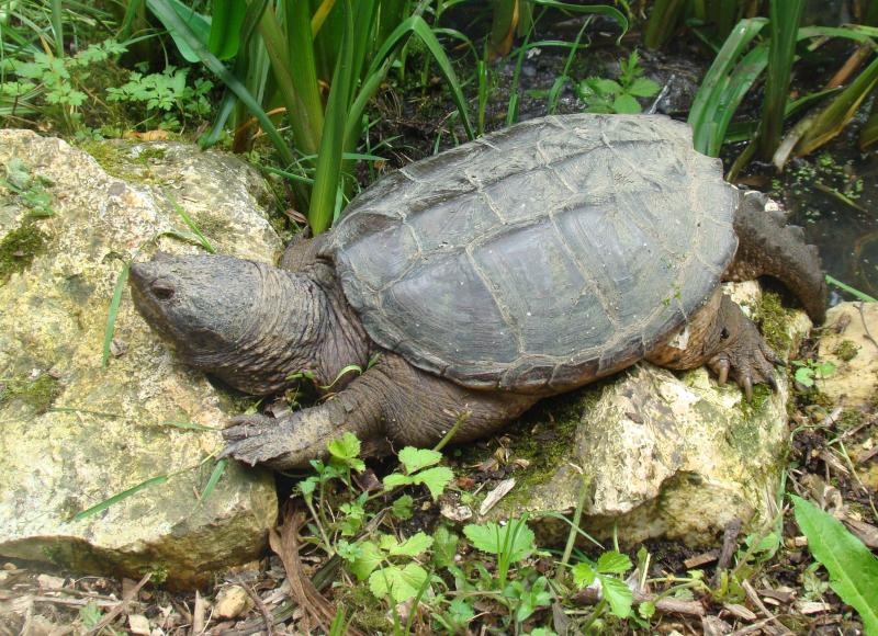 Tortue serpentine (Chelydra serpentina)