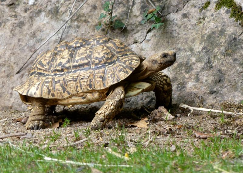Tortue léopard (Stigmochelys pardalis)