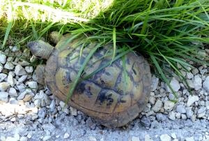 Tortue levantine (Testudo graeca ibera)