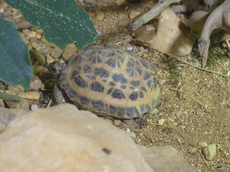 Tortue-araignée de Madagascar (Pyxis arachnoides)