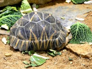 Tortue radiée (Astrochelys radiata)