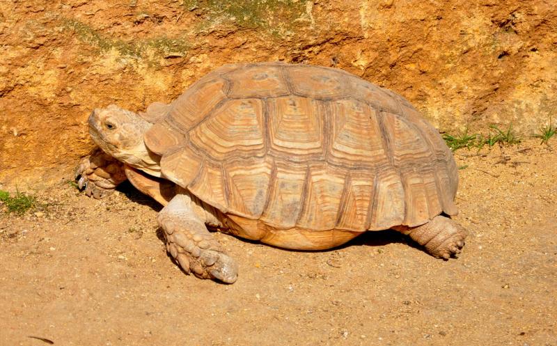 Tortue sillonnée (Centrochelys sulcata)