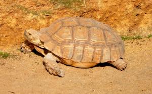 Tortue sillonnée (Centrochelys sulcata)