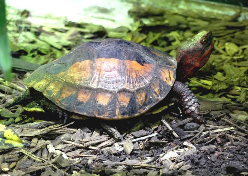 Tortue-boite de Bourret (Cuora bourreti)