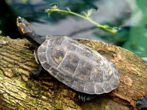 Chéloniens (Tortues)