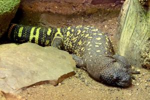 Les reptiles
