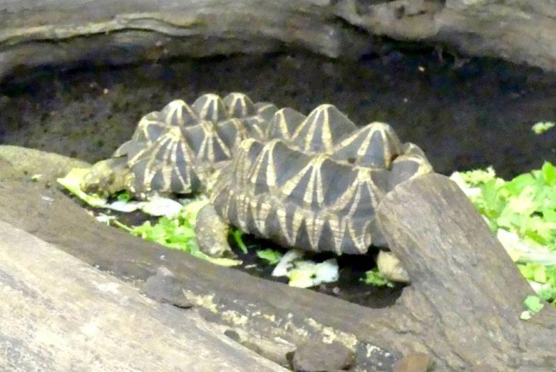 Tortue étoilée de Birmanie (Geochelone platynota)