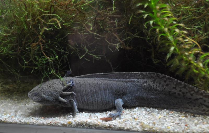 Axolotl (Ambystoma mexicanum)