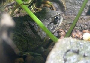 Crapaud buffle (Rhinella marina)