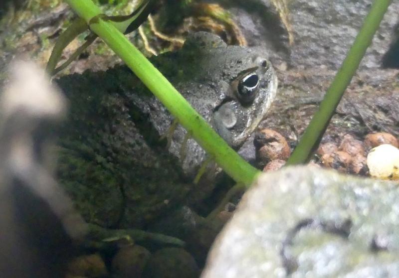 Crapaud buffle (Rhinella marina)