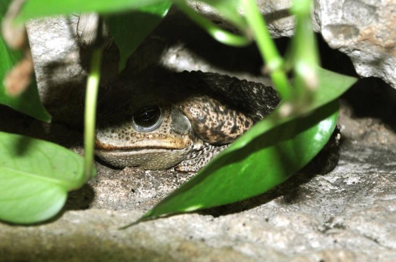 Crapaud cururu (Rhinella schneideri)