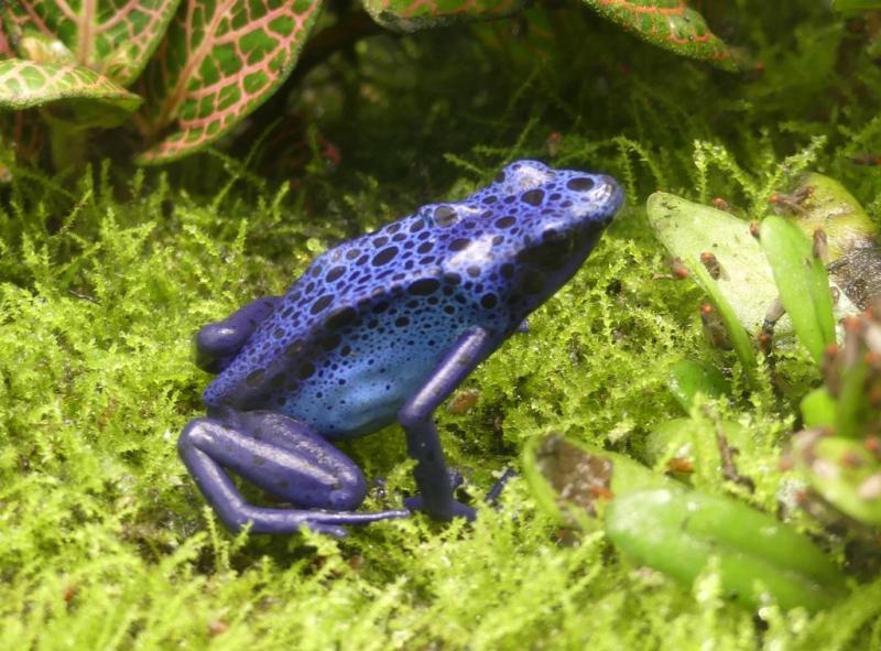 Dendrobate bleu (Dendrobates azureus)