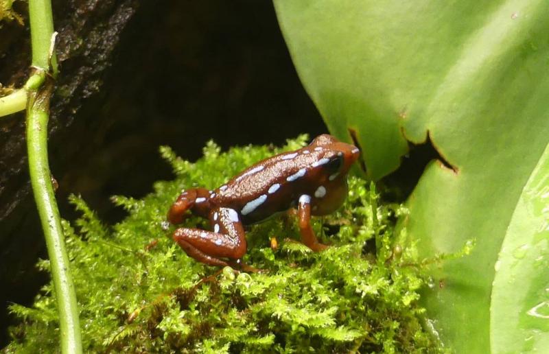 Dendrobate d'Anthony (Epipedobates anthonyi)