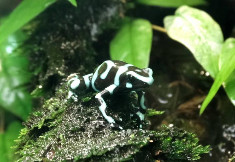 Dendrobate doré (Dendrobate auratus)