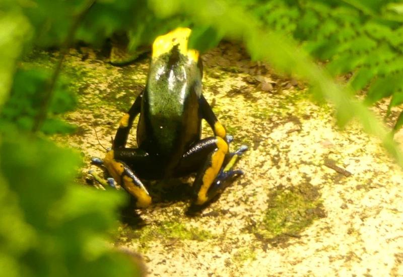 Dendrobate du Tapajos (Adelphobates galactonotus)