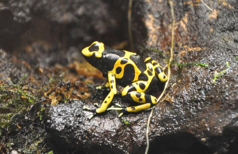 Dendrobate jaune et noir ( Dendrobates leucomelas)