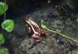 Dendrobate tricolore (Epipedobates tricolor)