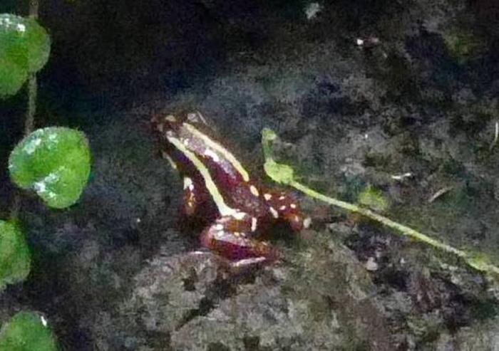 Dendrobate tricolore (Epipedobates tricolor)