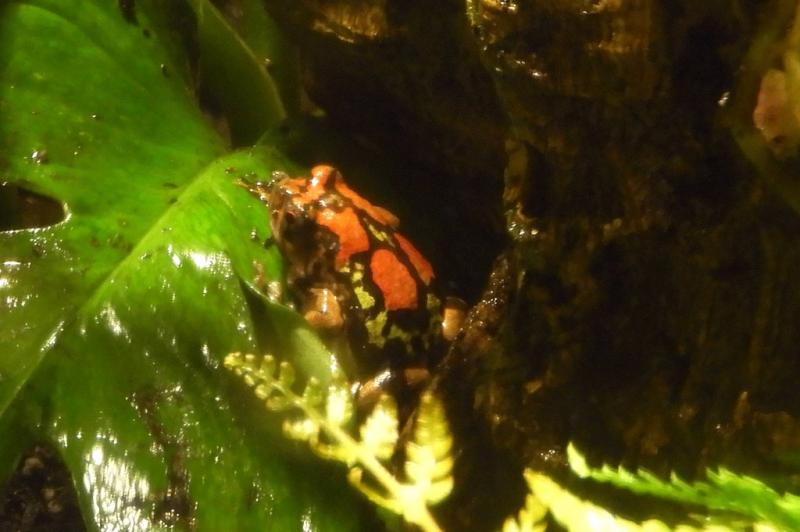 Grenouille arc-en-ciel malgache (Scaphiophryne gottlebei)