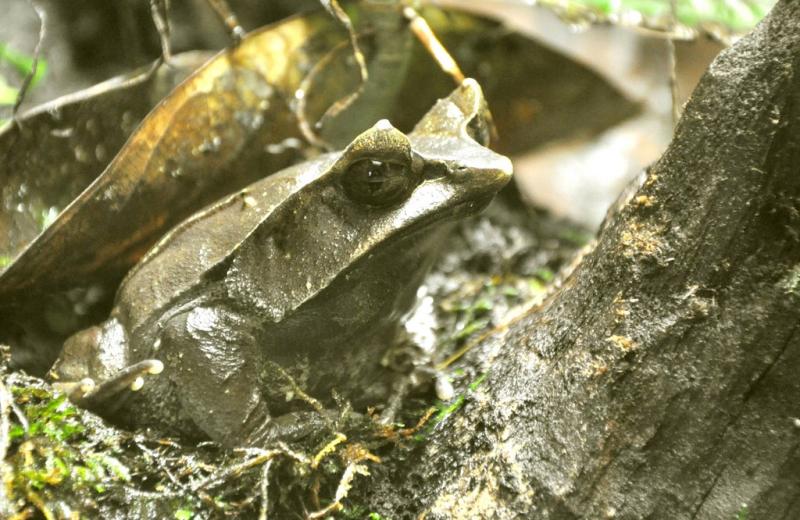 Grenouille cornue asiatique (Megophrys nasuta)
