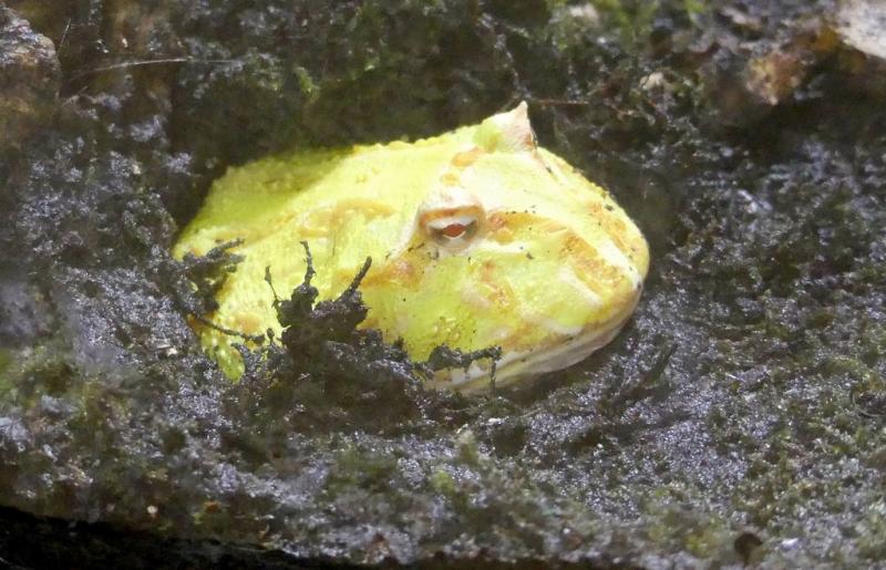 Grenouille cornue de Cranwell (Ceratophrys cranwelli)