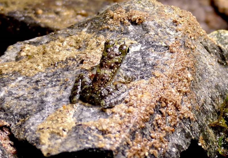 Grenouille des rochers (Staurois parvus)