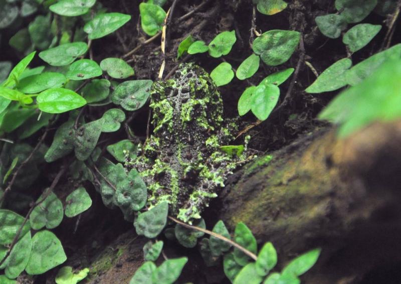 Grenouille mousse (Theloderma corticale)