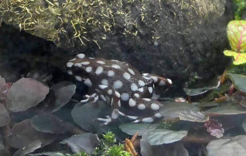 Grenouille mystérieuse (Excidobates mysteriosus)