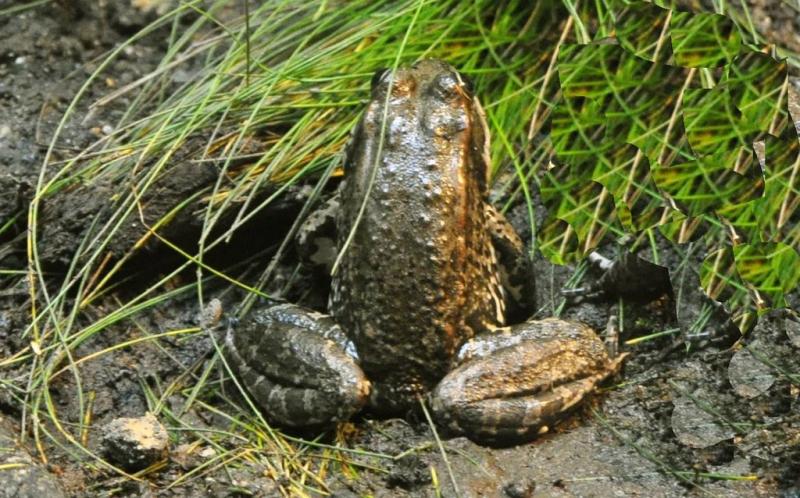 Grenouille rieuse (Pelophylax ridibundus)