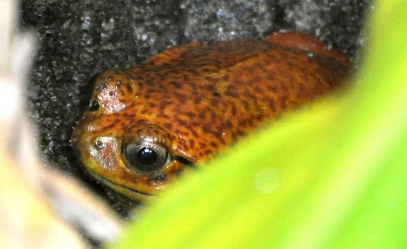 Grenouille tomate (Dyscophus guineti)