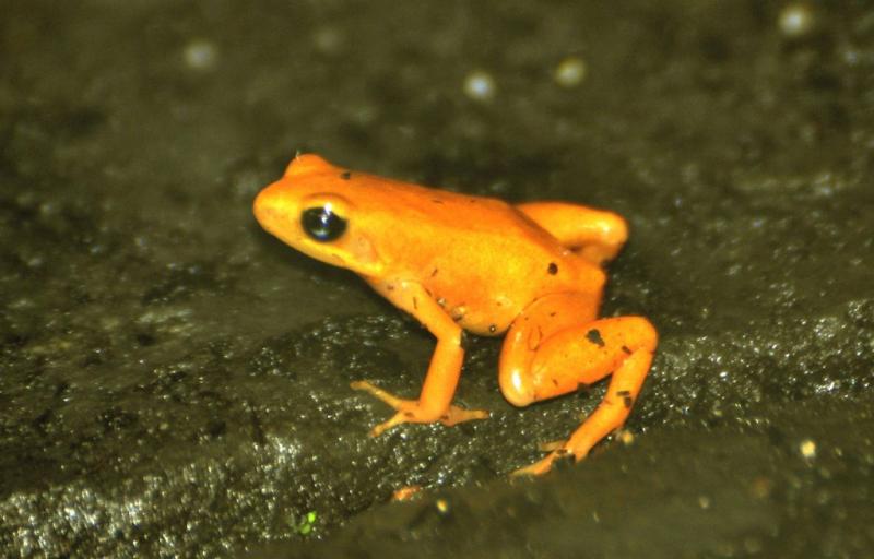 Mantelle doré ( Mantella aurantiaca)