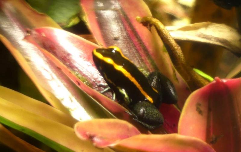 Phyllobate à bandes (Phyllabates vittatus)