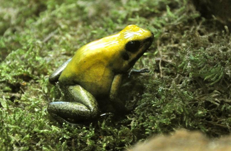 Phyllobate terrible (Phyllobates terribilis)