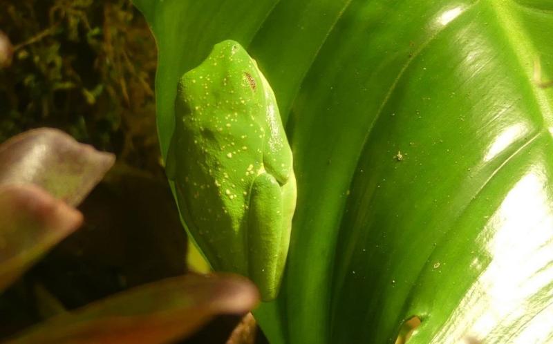 Rainette aux yeux rouges (Agalychnis callidryas)