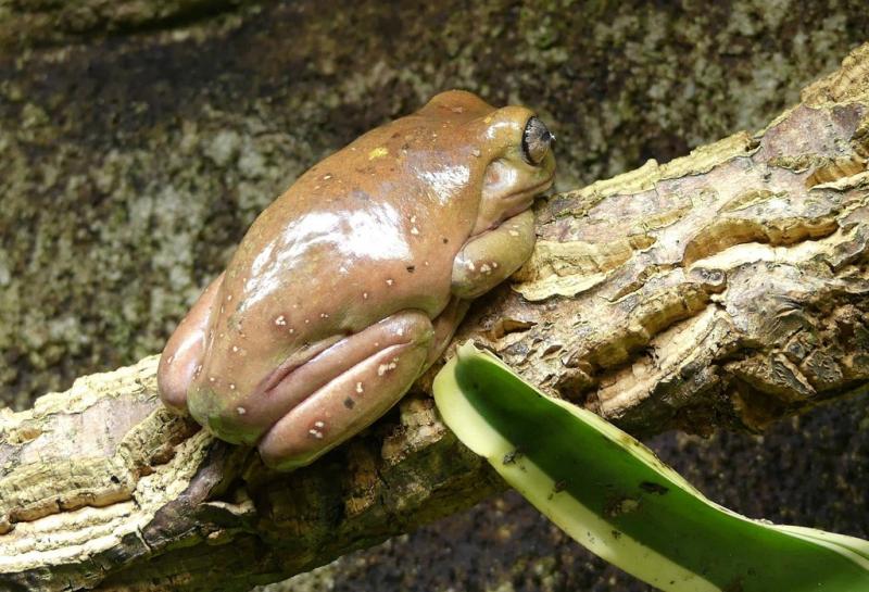Rainette de White (Dryopsophus caeruleus)