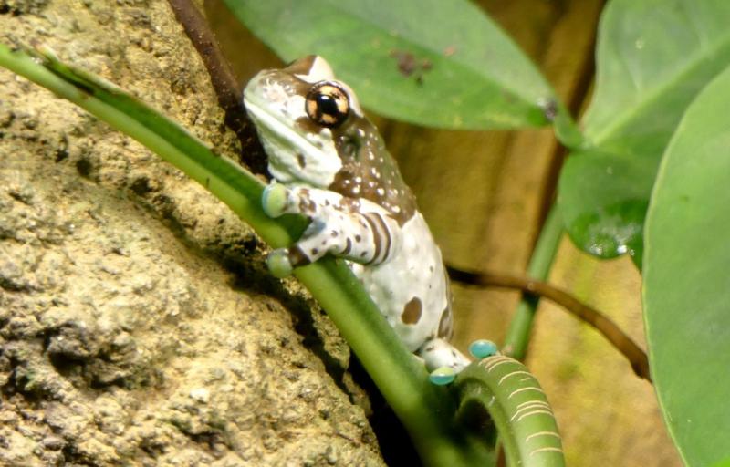 Rainette Kunawalu (Trachycephalus Resinifictrix)