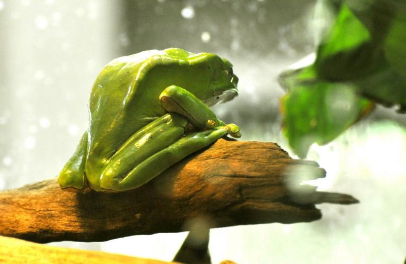 Rainette singe (Phyllomedusa bicolor)