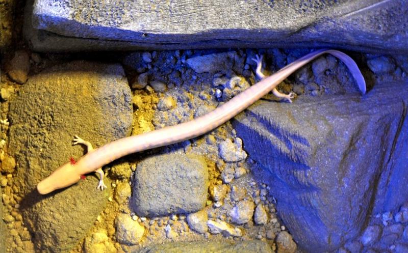 Salamandre des grottes (Proteus anguinus)