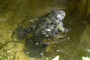Sonneur oriental (Bombina orientalis)