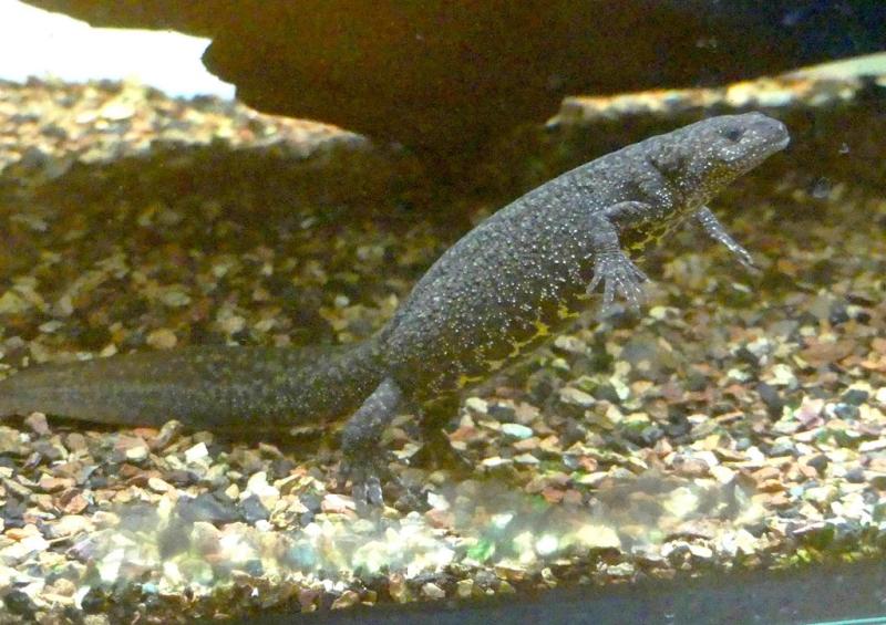 Triton crêté (Triturus cristatus)