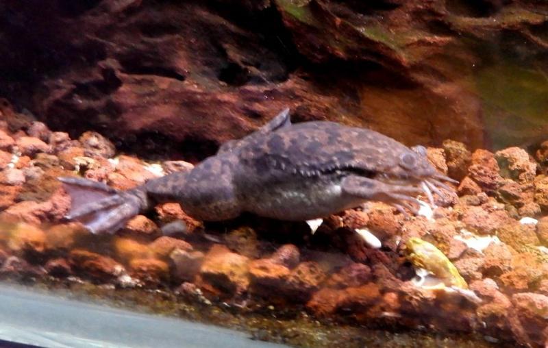 Xénope du Cap (Xenopus laevis)