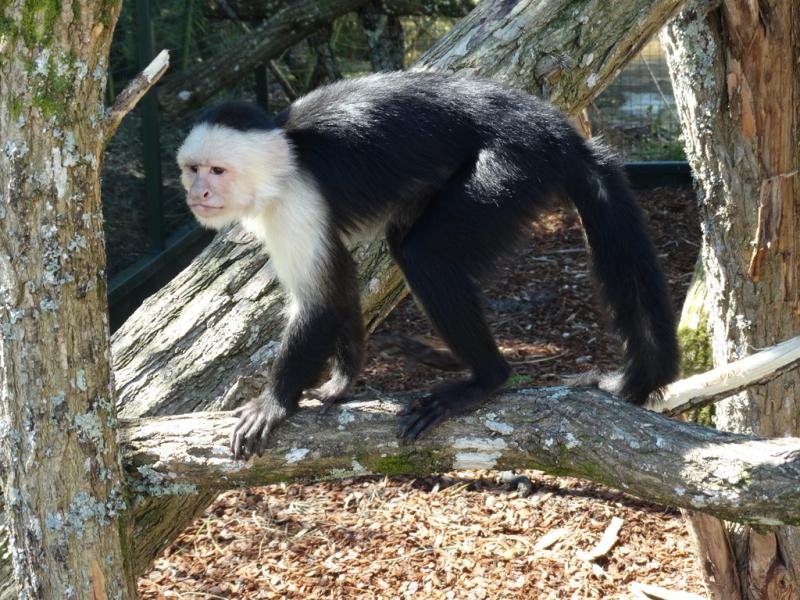 Capucin à face blanche (Cebus capucinus)