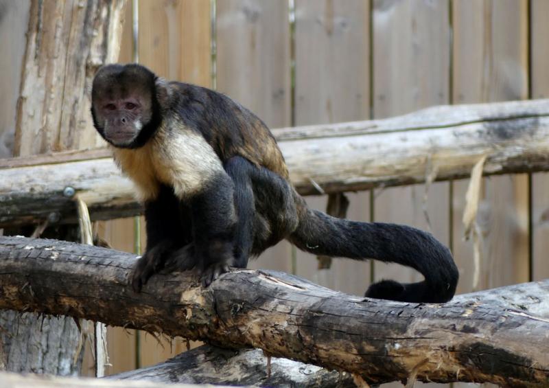 Capucin à poitrine jaune (Sapajus xanthosternos)