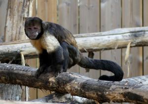 Capucin à poitrine jaune (Sapajus xanthosternos)