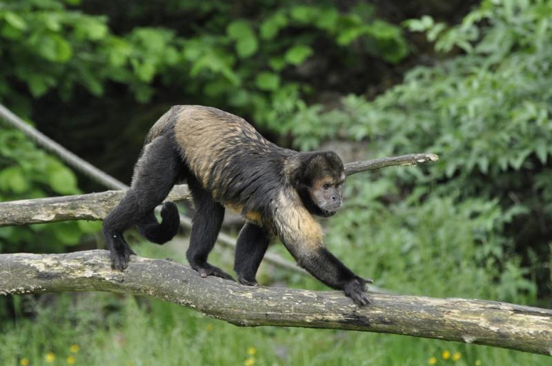 Capucin barbu (Sapajus libidinosus)