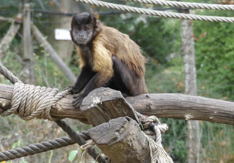 Capucin brun (Sapajus apella)