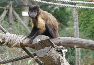 Capucin brun (Sapajus apella)