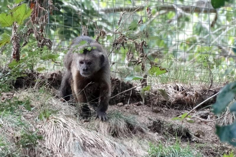 Capucin olive (Cebus olivaceus)