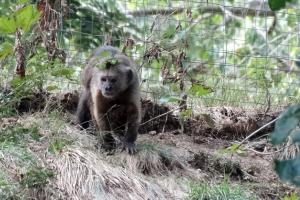 Capucin olive (Cebus olivaceus)